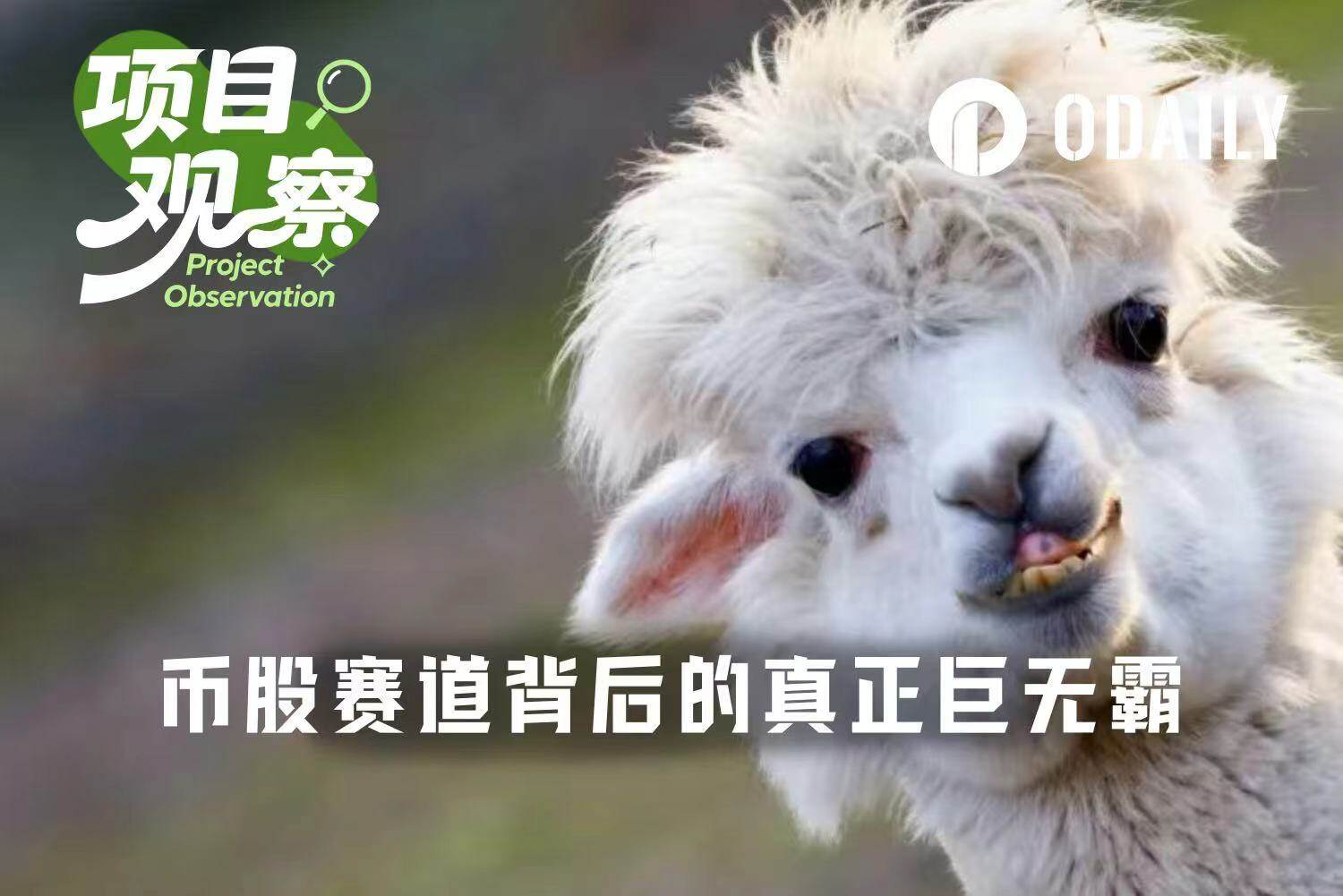 独占94%市场份额,谁是币股竞赛背后的真正赢家?