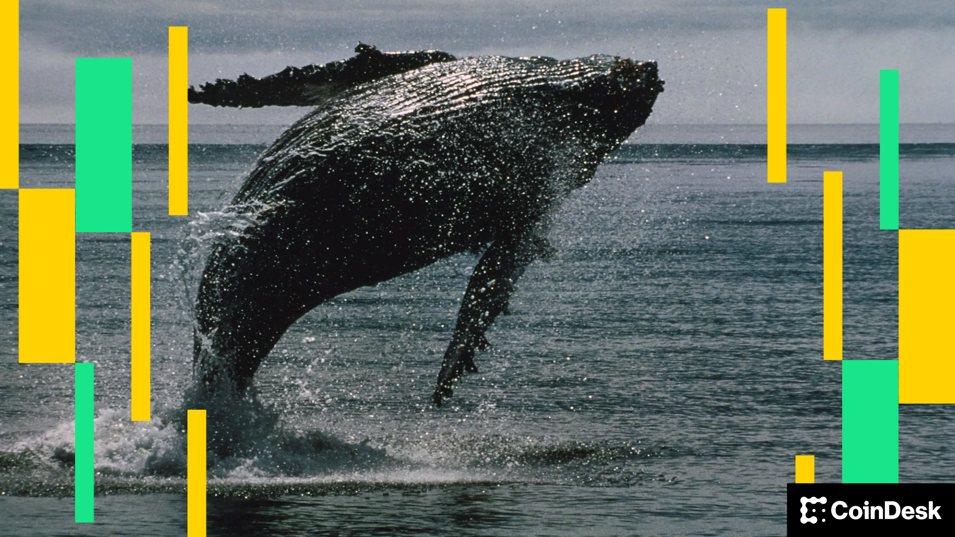 White Whale Drops 60% After $1.3 Million Sale by Top Holder